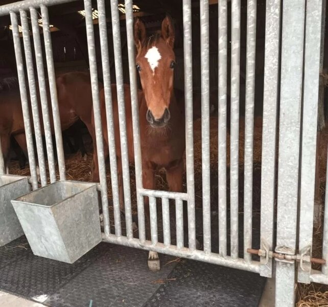 vloer paardenboxen
