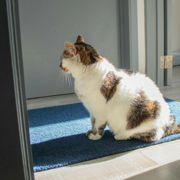 Deurmat-ColorStar-Sea-Turkoois-met-poes-bofloor